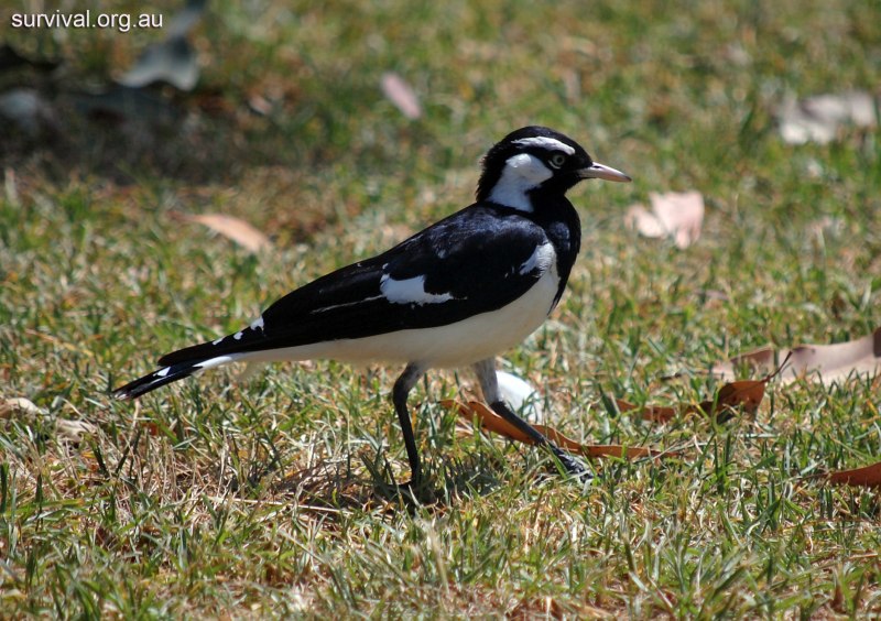 Peewee Bird