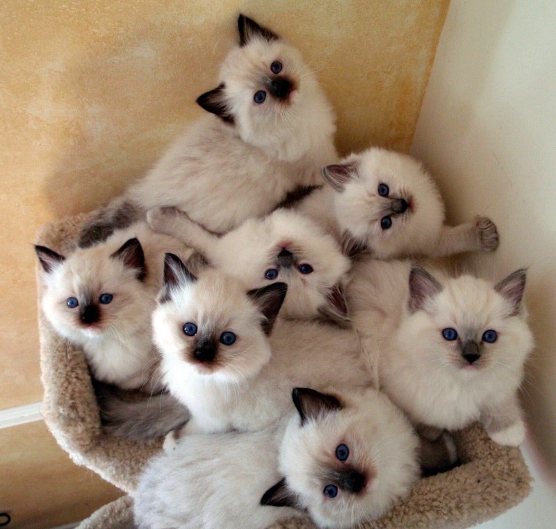 Много милых котят