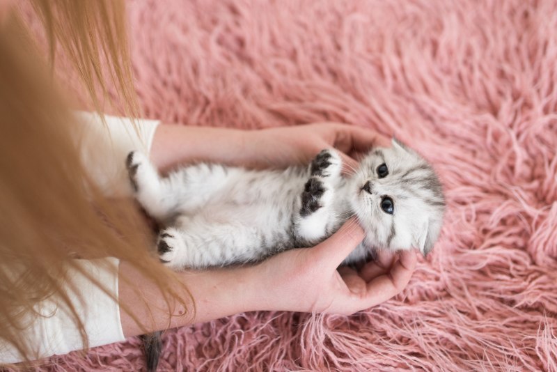 Самые красивые котята для девушки