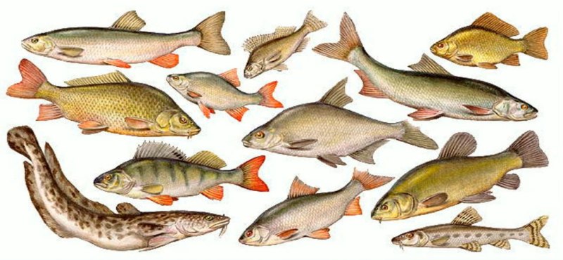 озерные рыбы