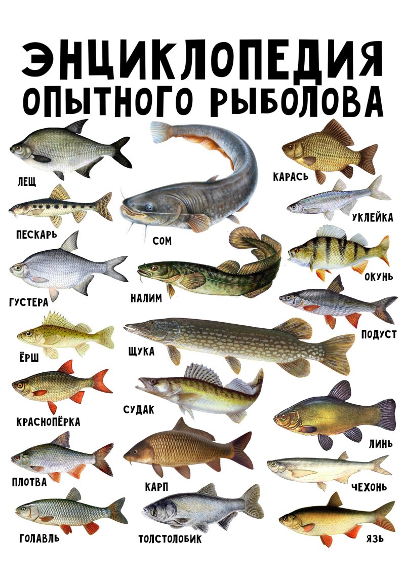 Название речных и озерных рыб