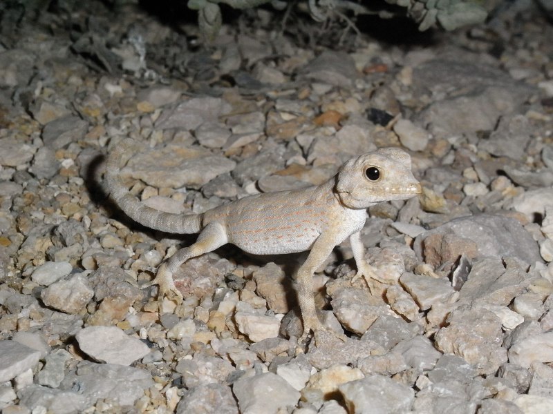 Pristurus Carteri фото