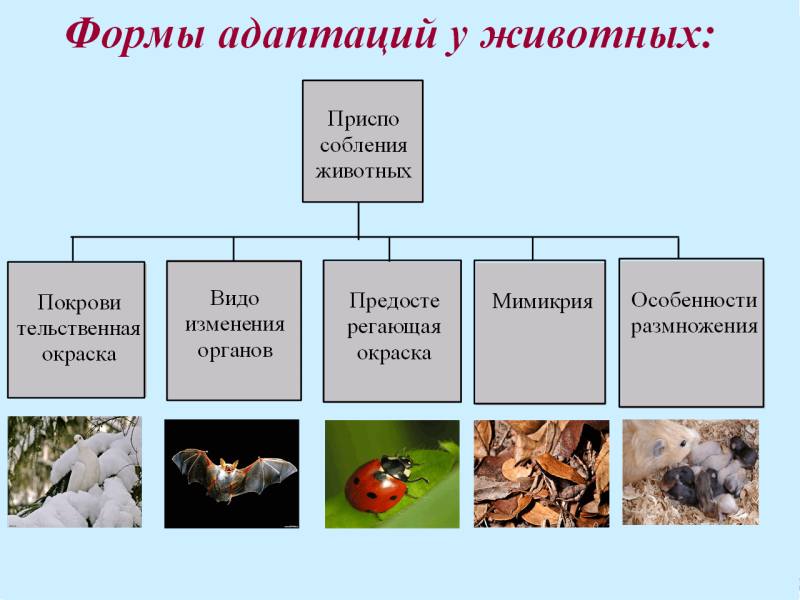 Адаптация живых организмов