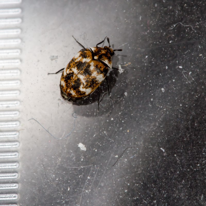 Anthrenus verbasci
