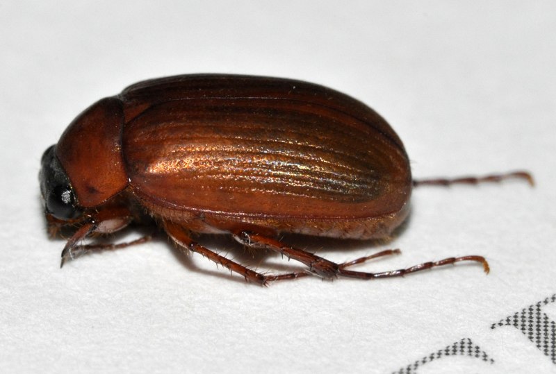 Amara brunnea