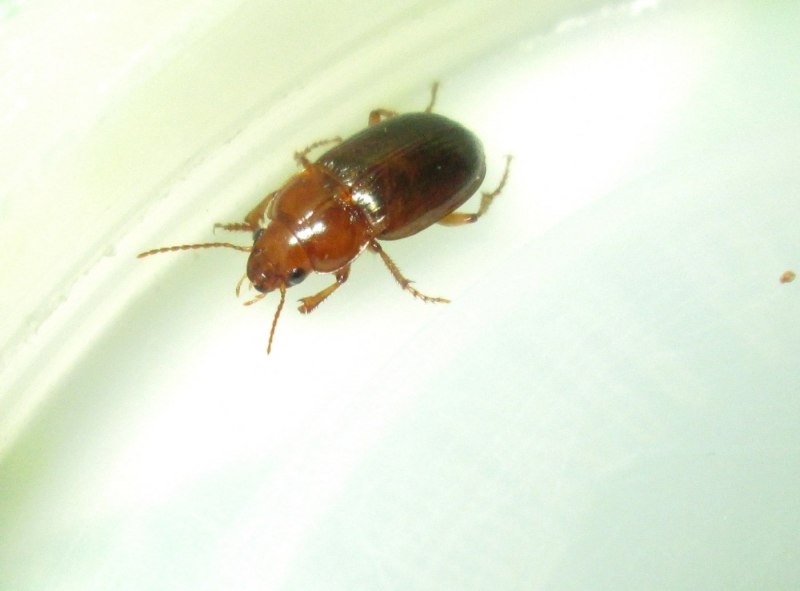 Amara fulva