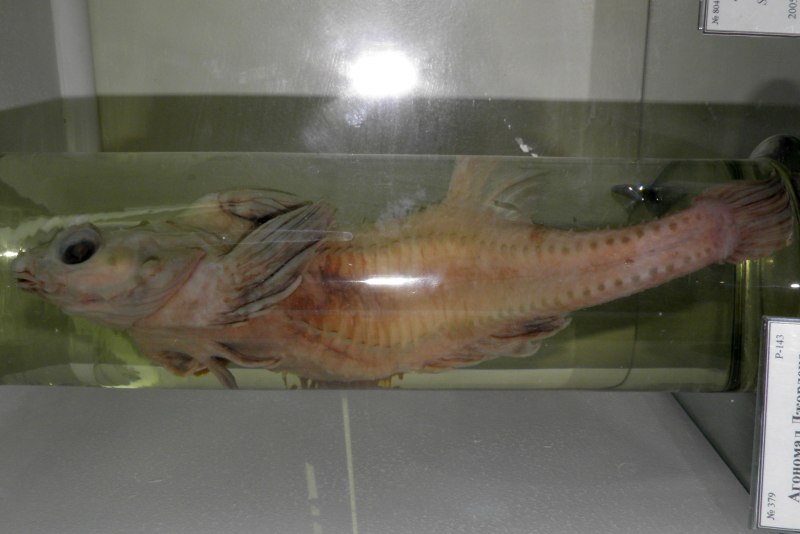Lampanyctus