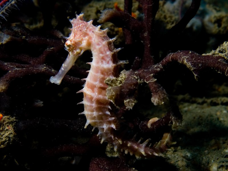 Hippocampus histrix