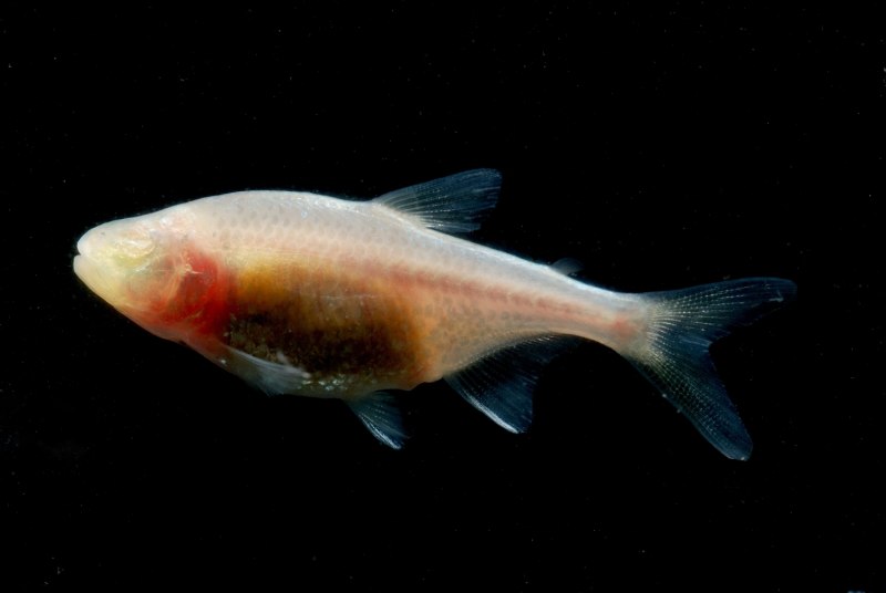 Astyanax mexicanus