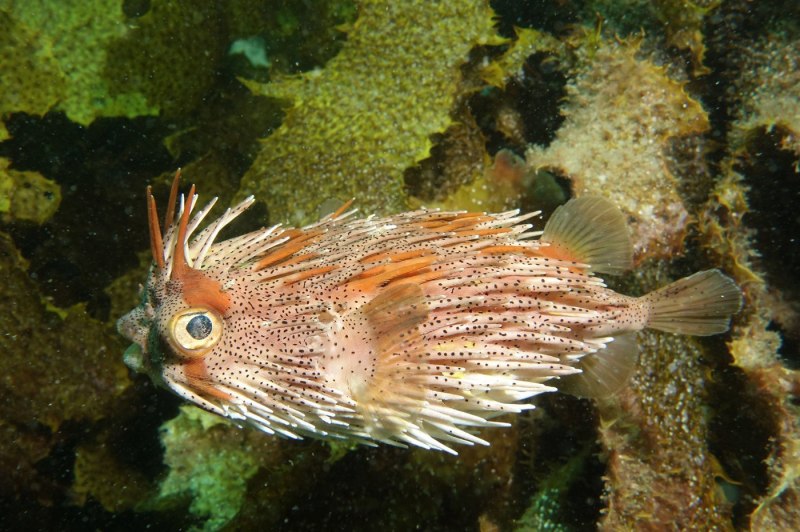 Diodon holocanthus