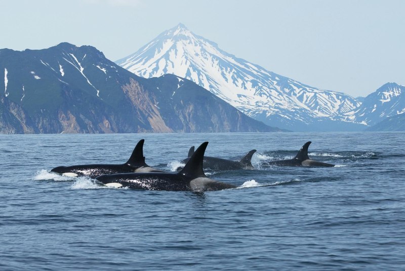 Косатка - Orcinus Orca (Дальневосточная Плотоядная популяция)