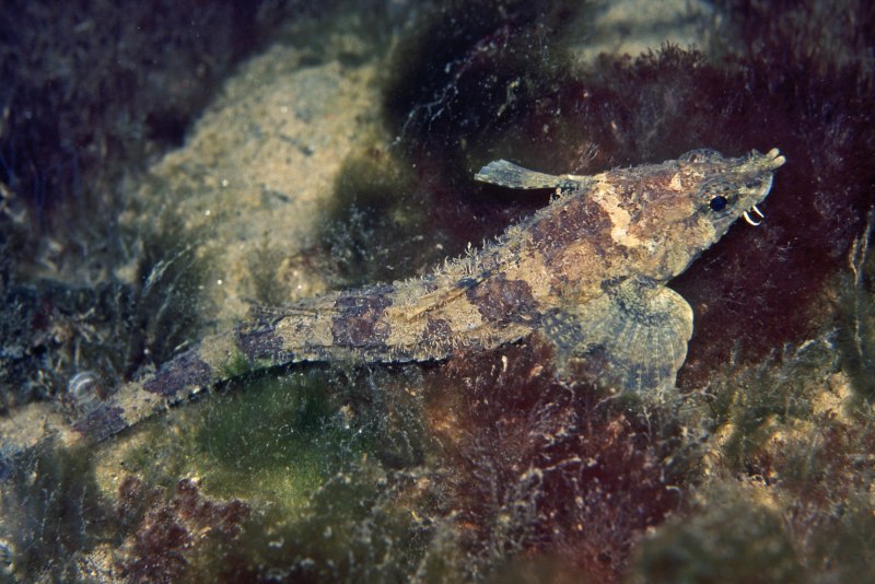 Морская Лисичка