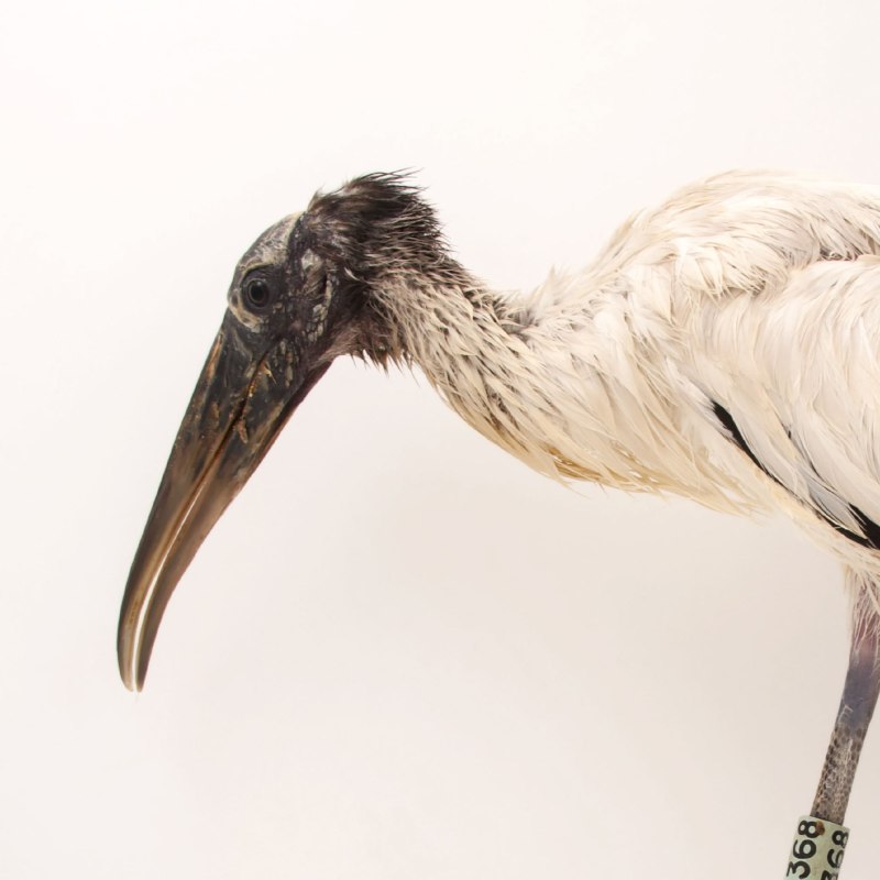 Wood Stork Ром биммерле