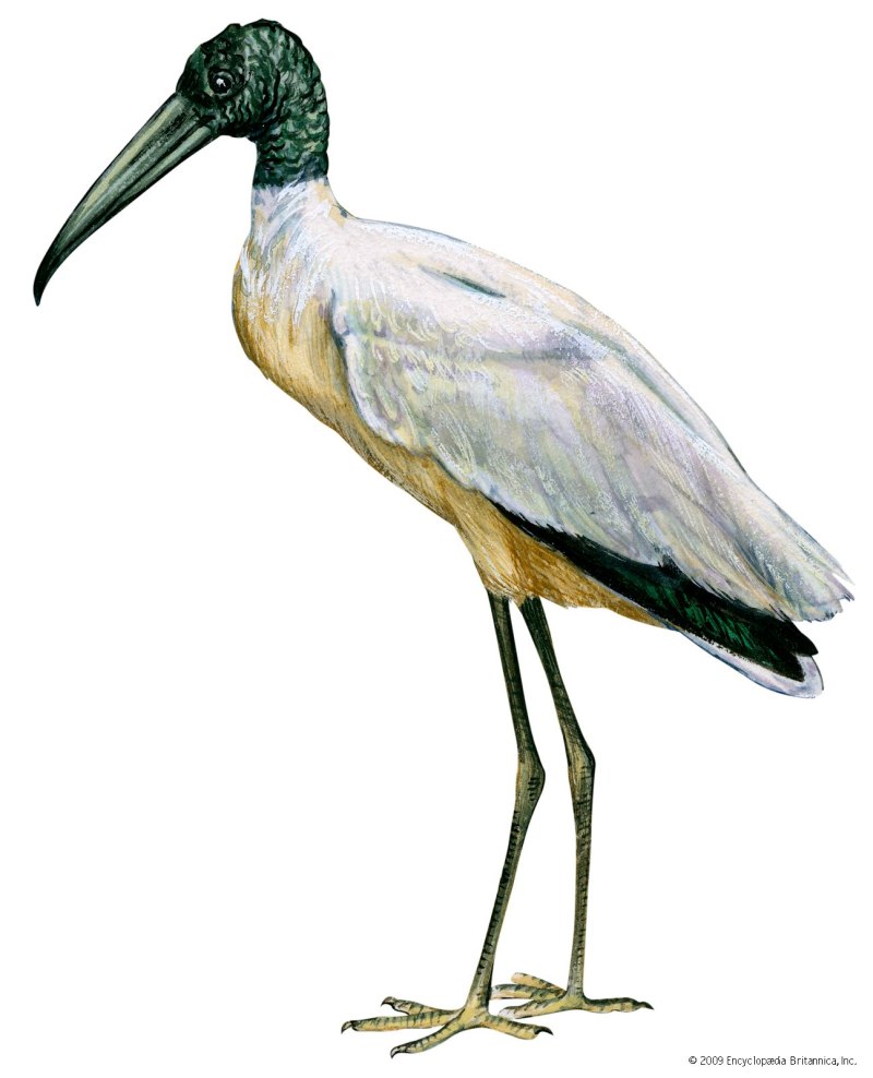 Africa Storks PNG
