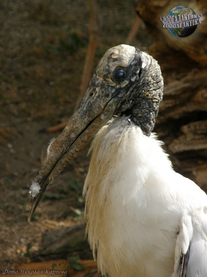 Американский клювач