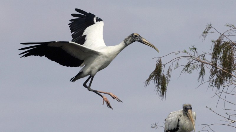 Stork Air