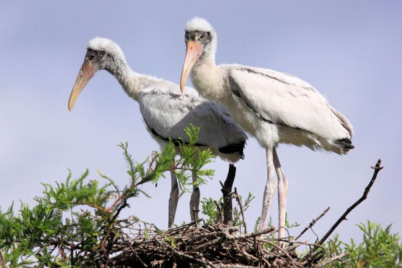 Wood Stork Ром