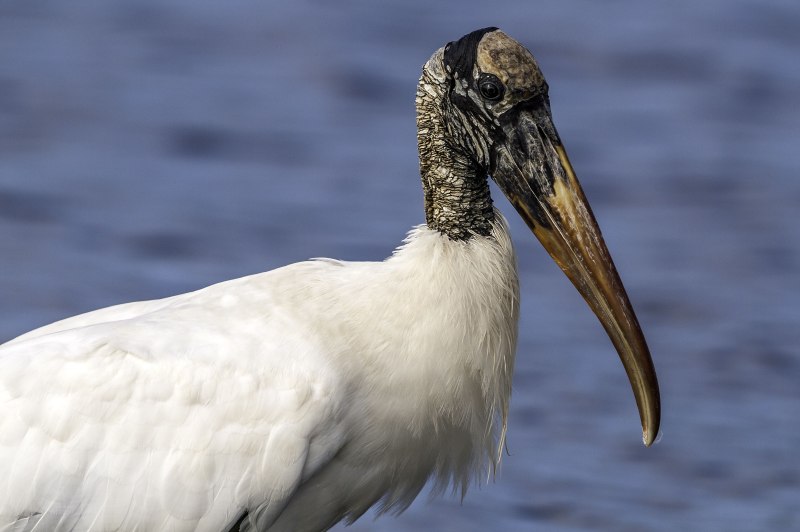 Stork United