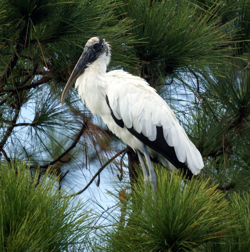 Американский клювач