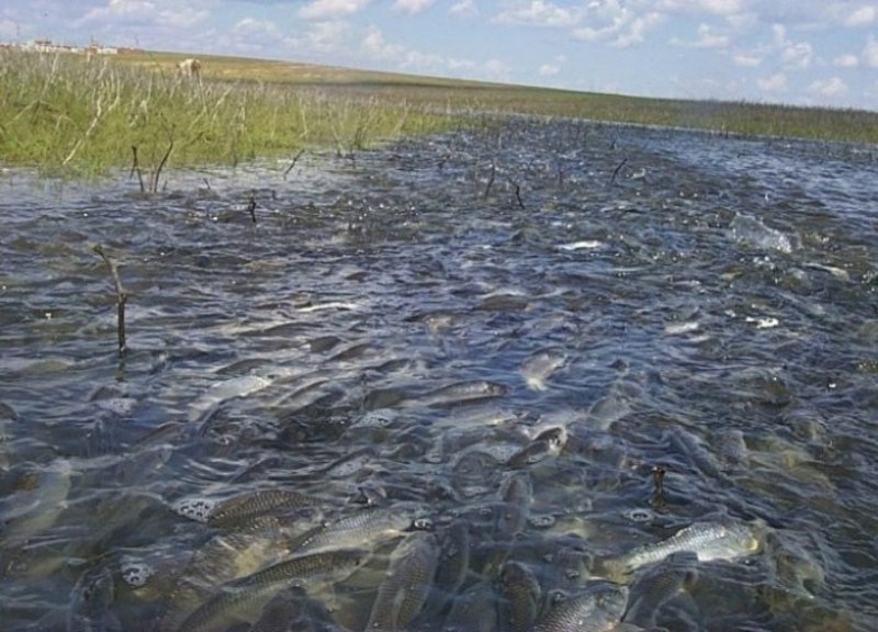 Нерест рыб на Волге