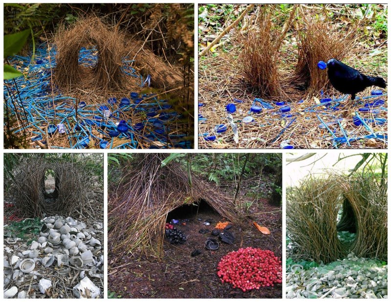 Bowerbird mimics Human