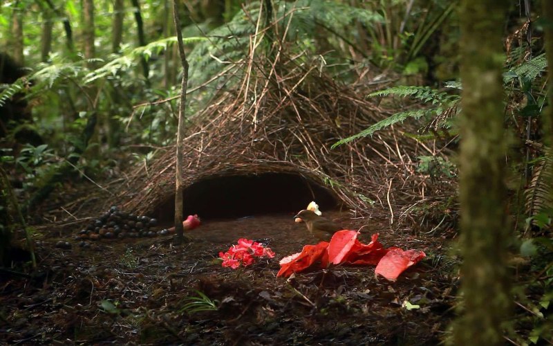 Vogelkop Bowerbird