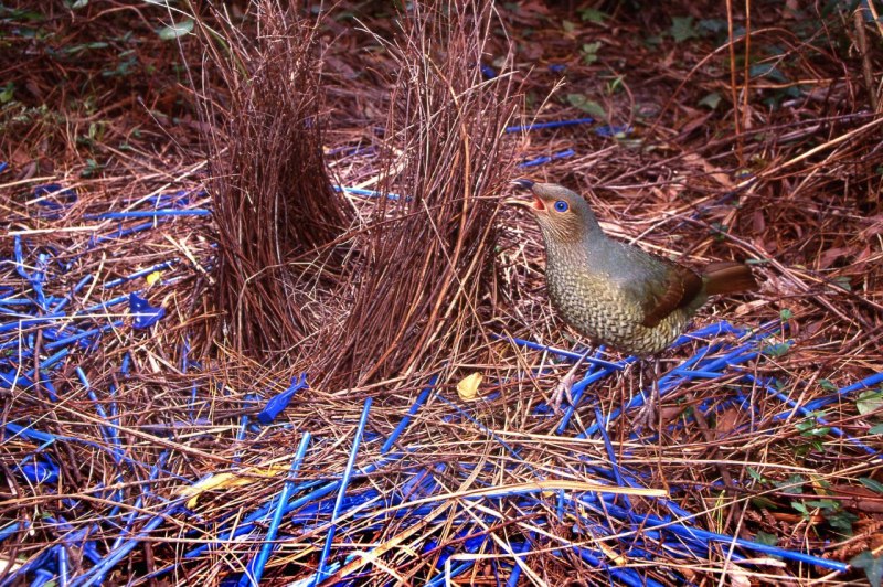 Satin Bowerbird