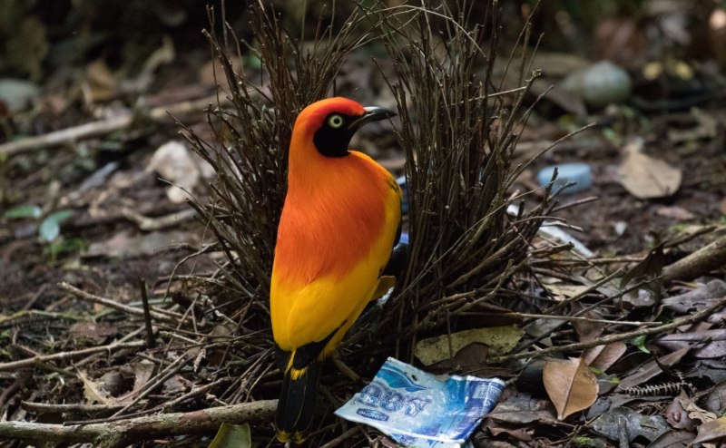 Vogelkop Bowerbird