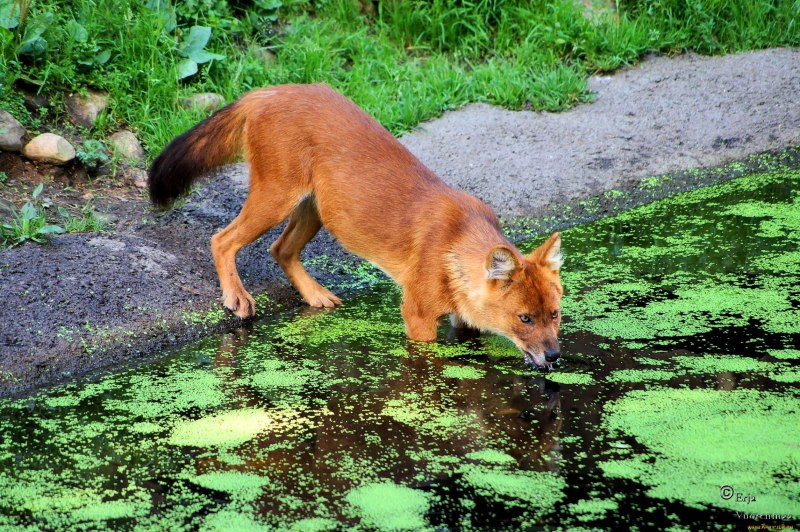 Водяная лиса