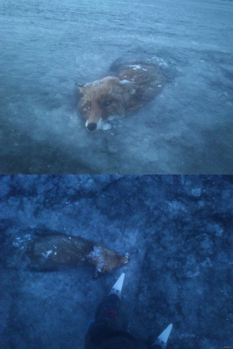 Лиса под водой