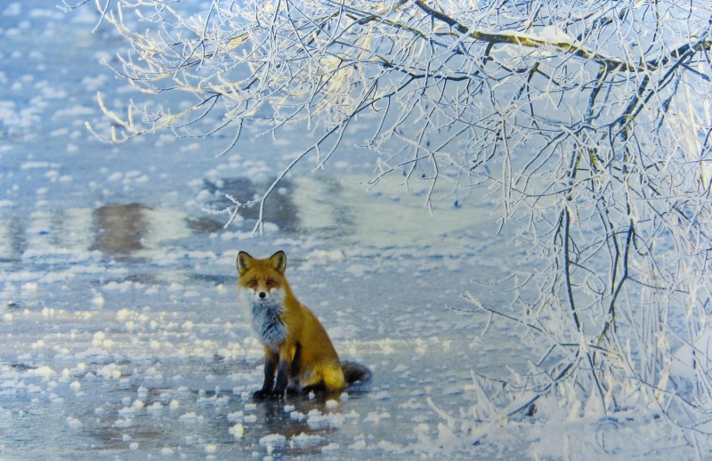 Зима природа животные