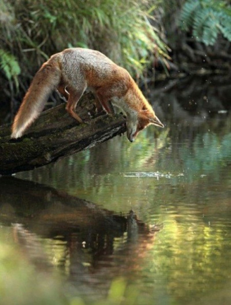 Животные в воде