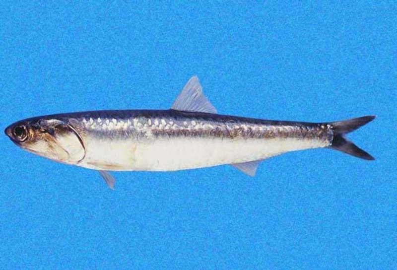 Перуанский анчоус (Engraulis ringens)