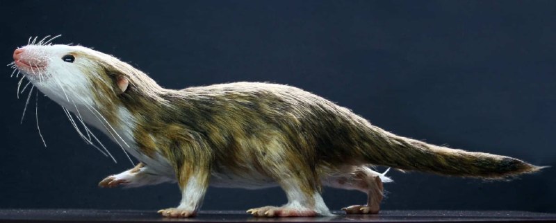 Morganucodon oehleri