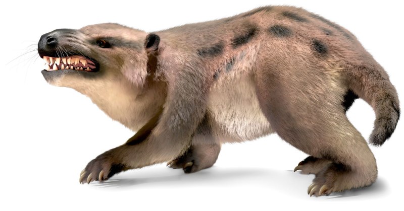 Repenomamus robustus