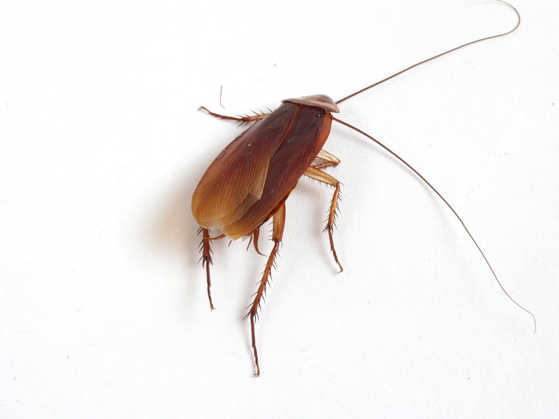 Small Cockroach