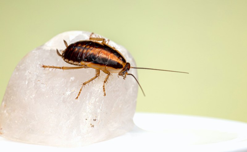 Рыжий таракан Blattella Germanica