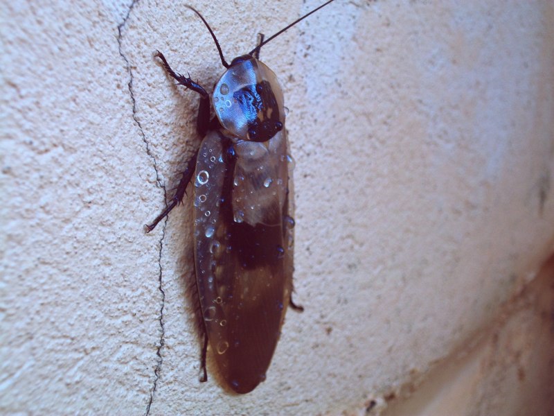 Rhypharobia maderae