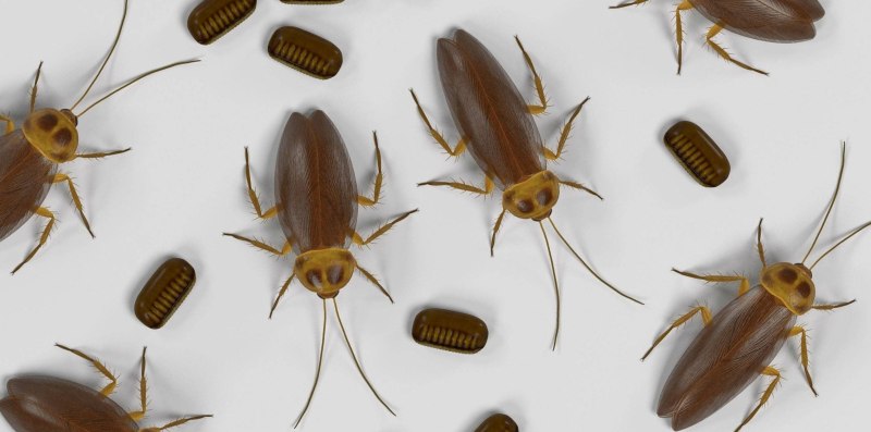 Рыжий таракан Blattella Germanica