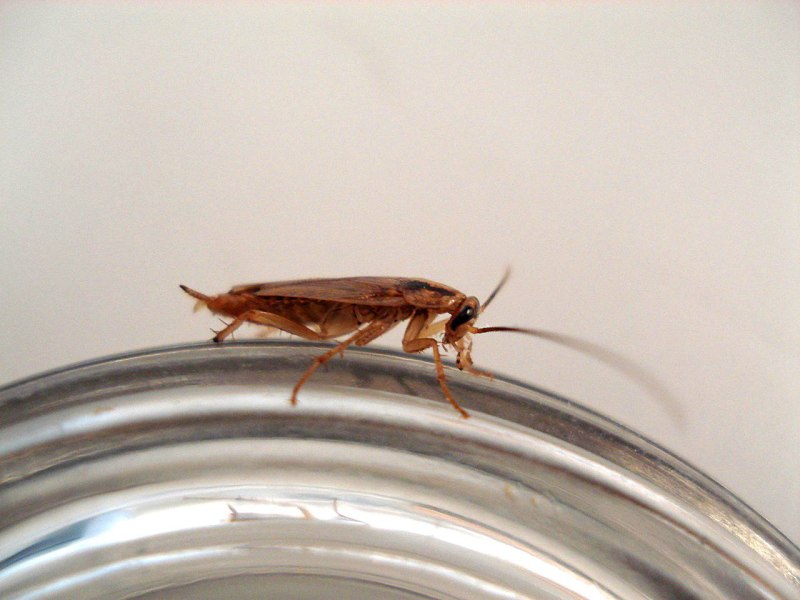 Blattella Germanica нимфы