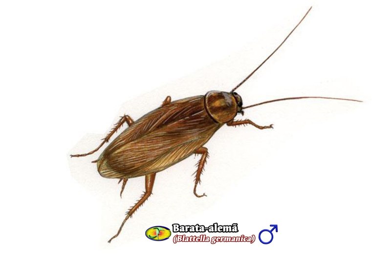 Blattella Germanica таракан