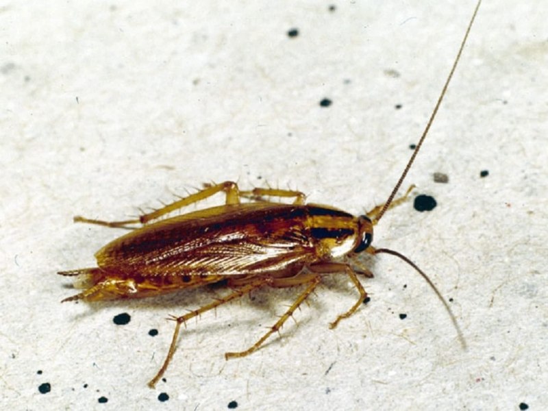 Тараканы (Blattoptera, или Blattodea).