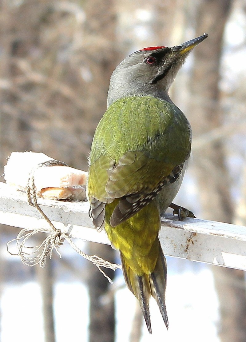 Седой дятел (Picus canus)