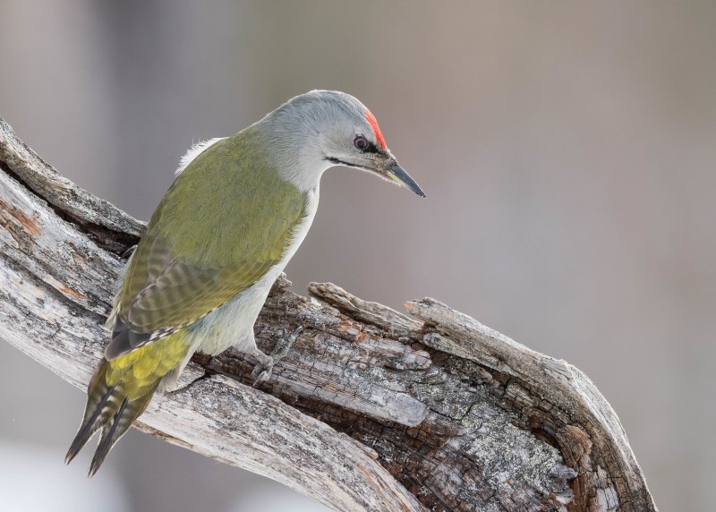 Picus canus