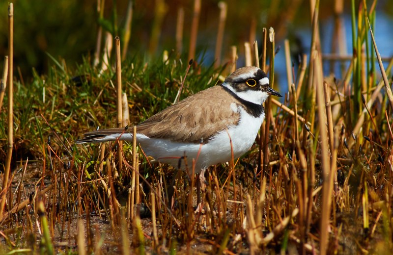 Малый зуек (Charadrius dubius Scopoli)