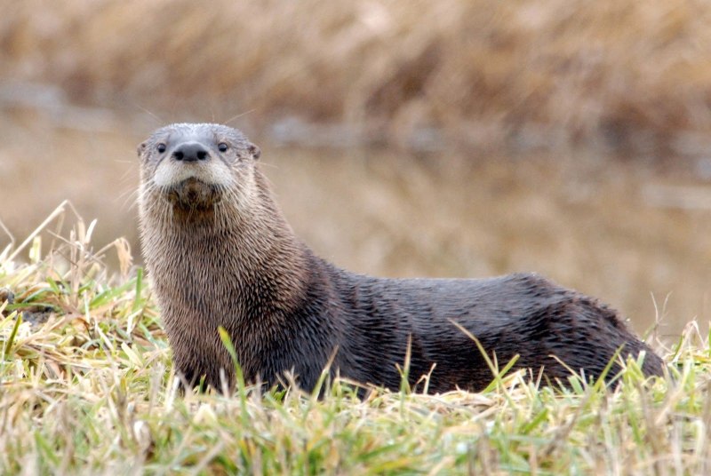 Lontra canadensis