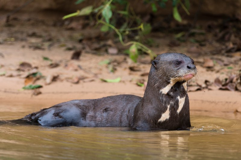 Гигантская выдра в воде