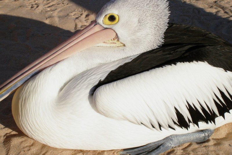 Pelican - Australasia