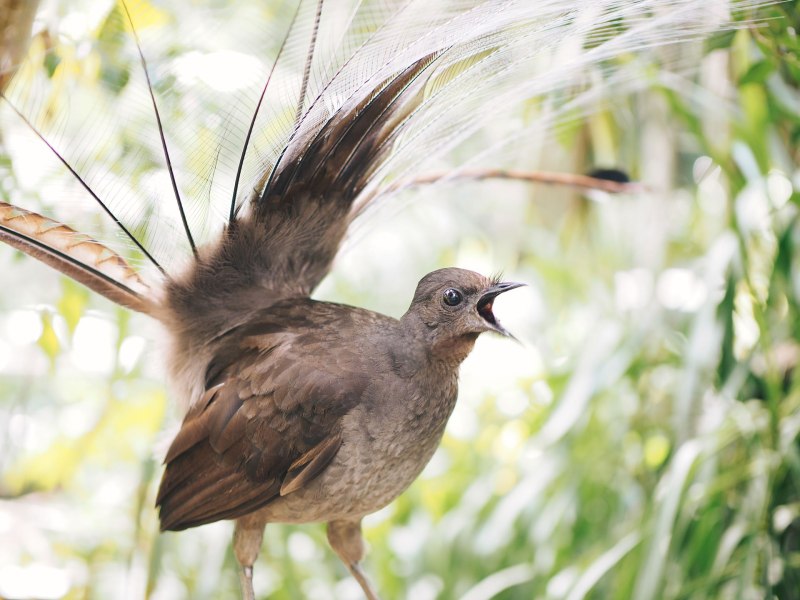Ahern Cecelia "Lyrebird"