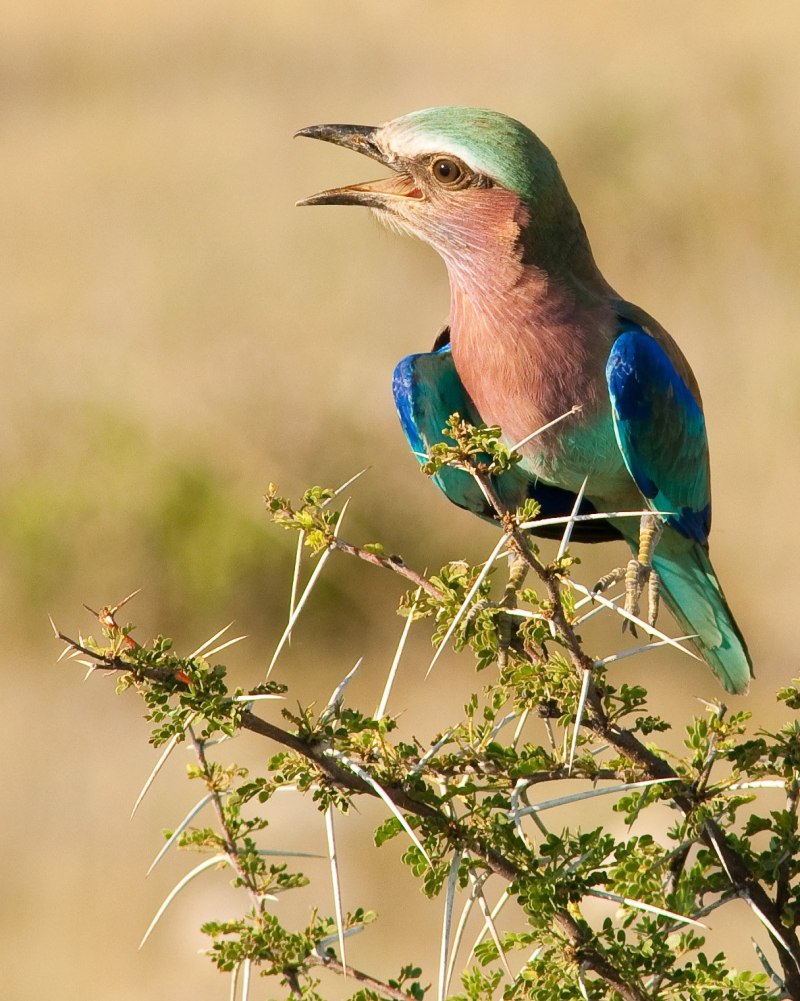 Coracias caudatus